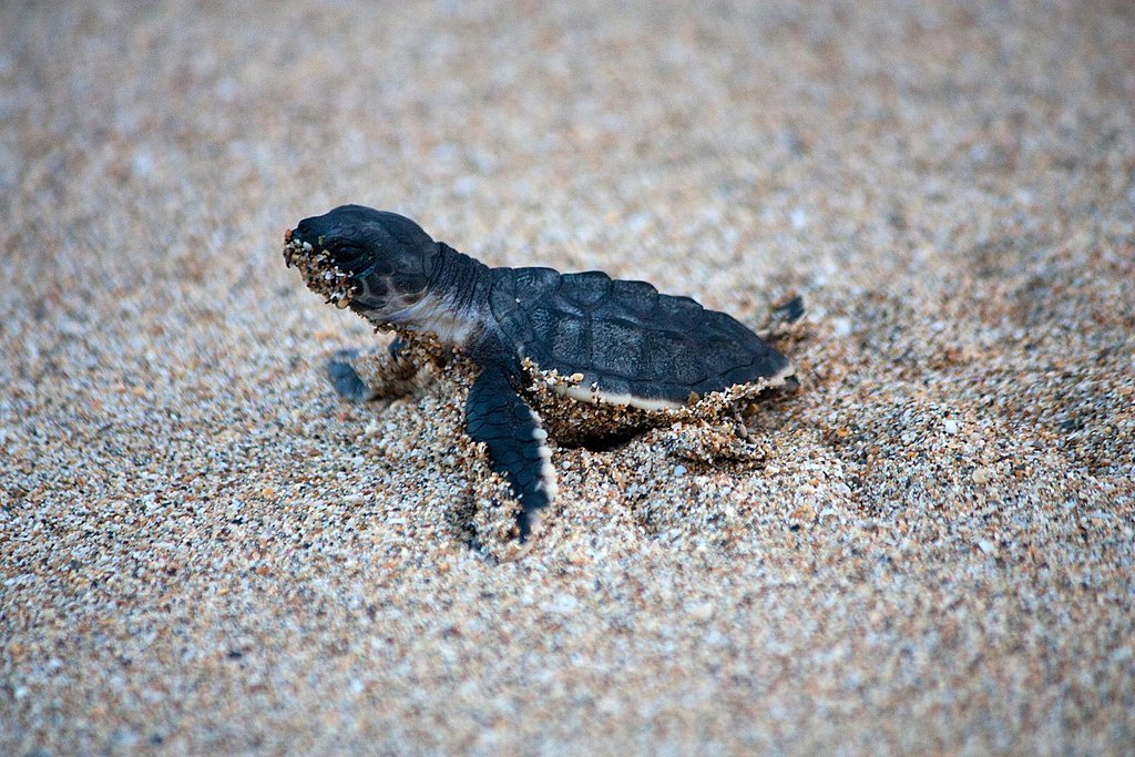 Oman-Young_turtle