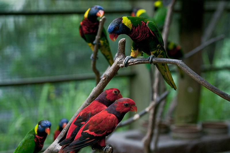 Lorikeets Kuala Lumpur Bird Park,_Malaysia