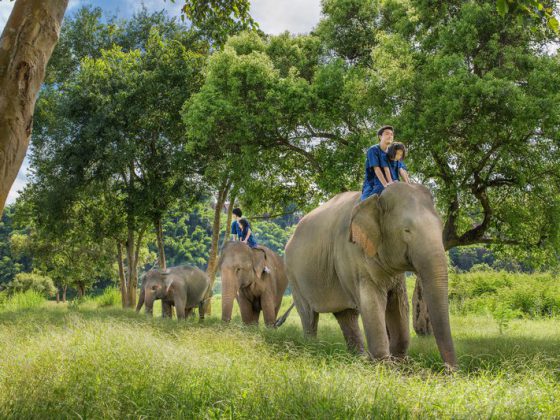 Riding Elephants Chiang Rai