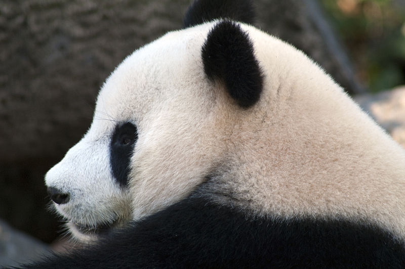 Panda_profile Adelaide Zoo