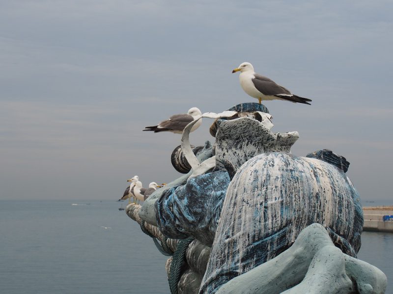 Seagull , Dalian , Tiger Beach Ocean Park