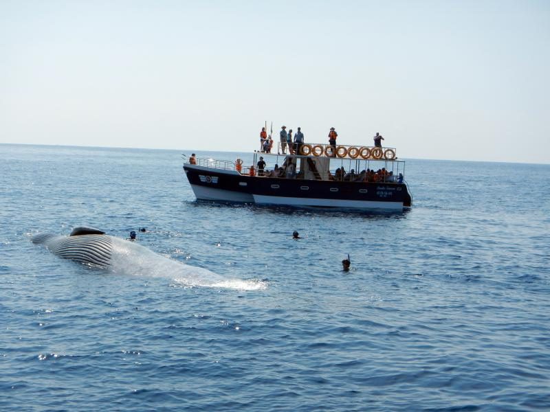 Whale watching in mirissa