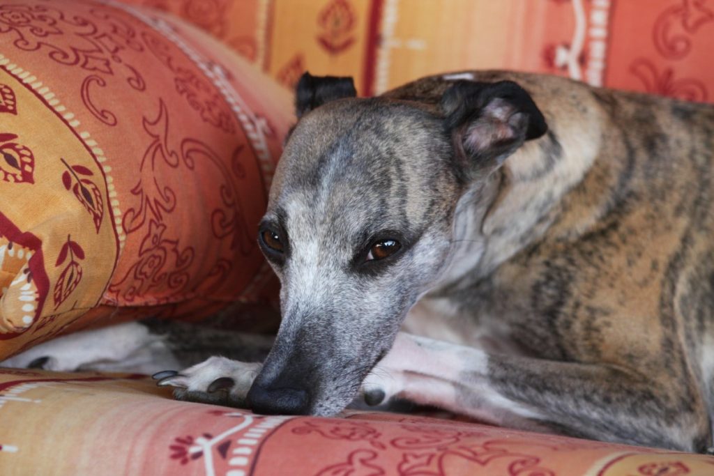 Salukis aka Persian Grayhounds
