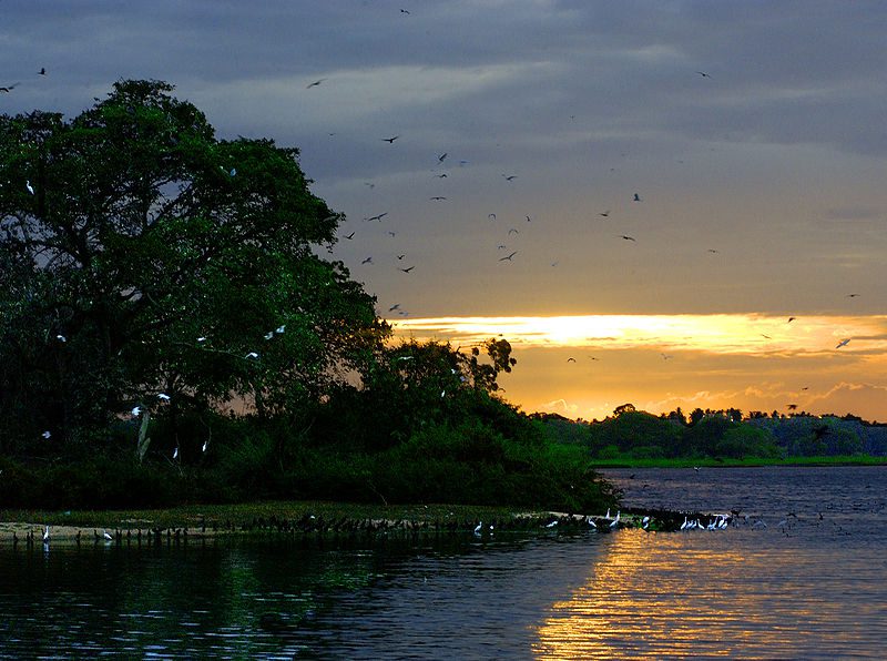bundala national parks birds