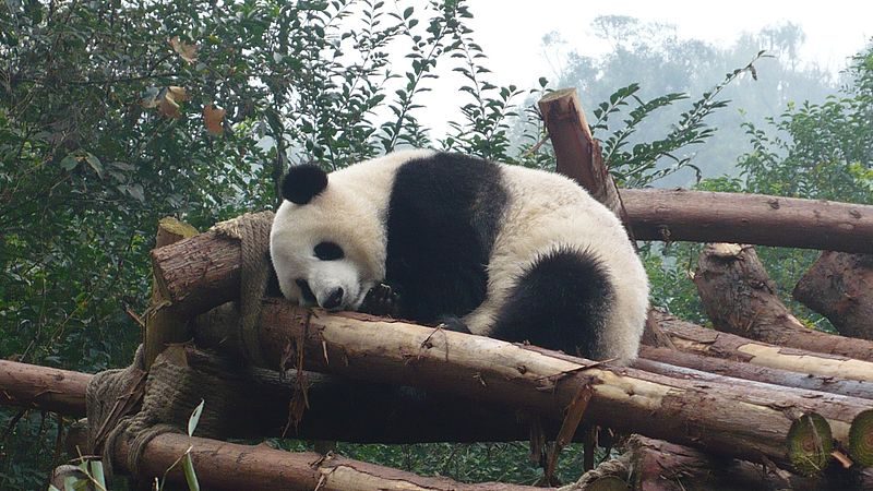 Panda at the Chengdu Research Base