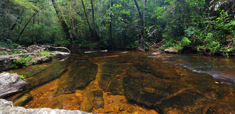 Water Streams of Sinharaja Rain-forest