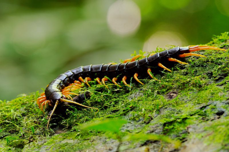 Giant Centipede in Kaeng Krachan national park, thailand