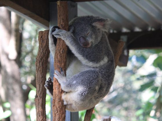 Koala at the Lone Pine Koala Sanctuary, Brisbane