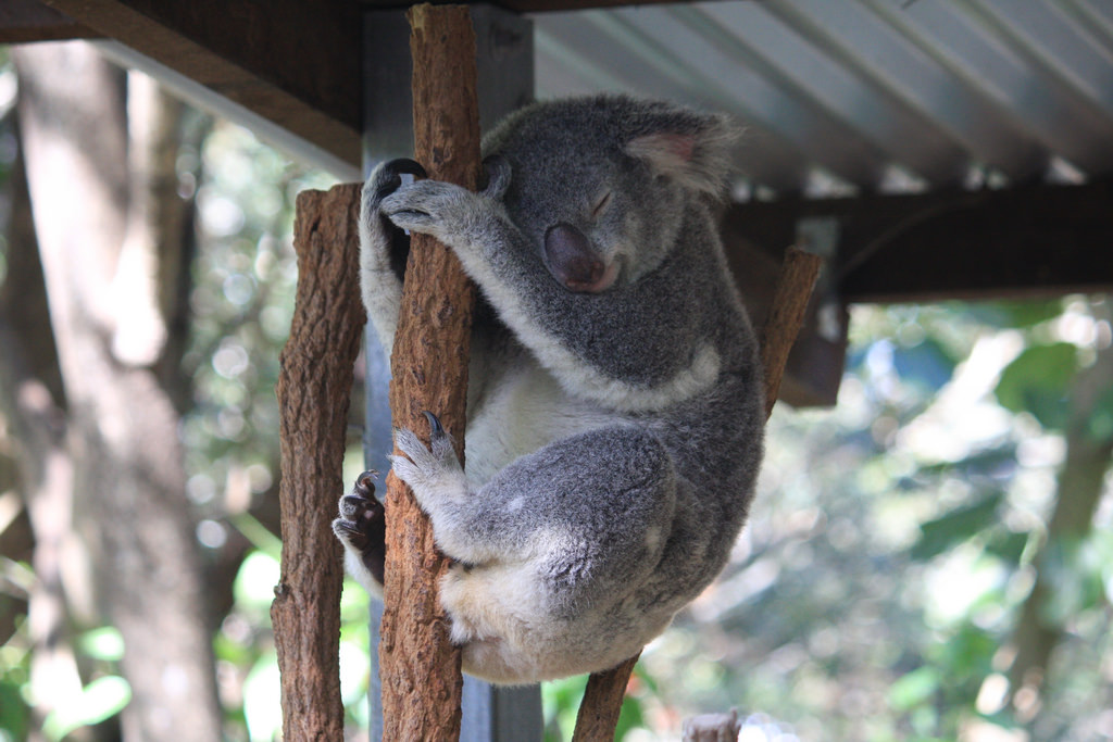Koala at the Lone Pine Koala Sanctuary, Brisbane