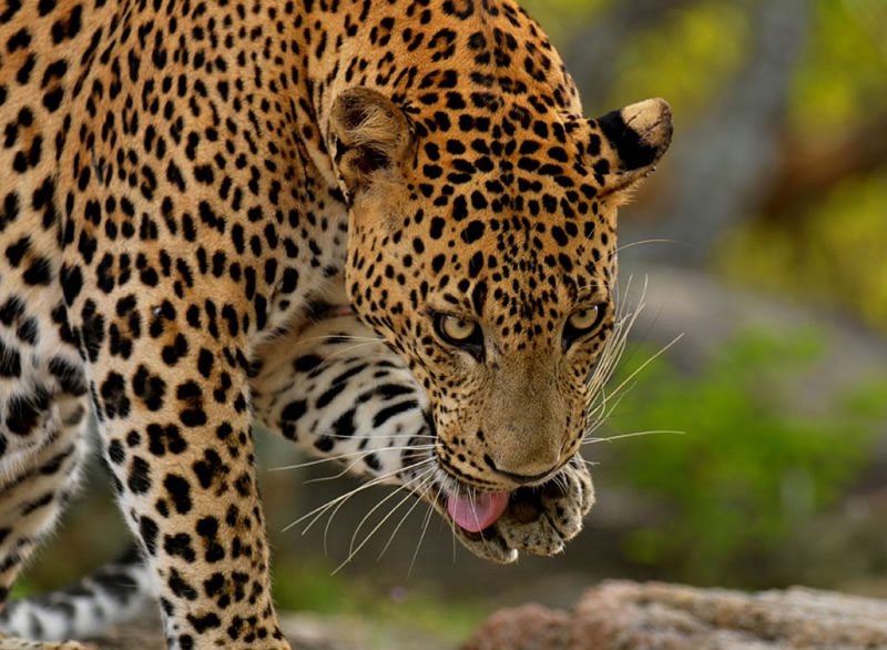 Yala Leopards
