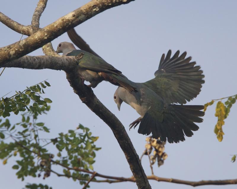 Lunuganga | Image Credit - Lip Kee Yap from Flickr, CC By SA 2.0 via Wikipedia Commons