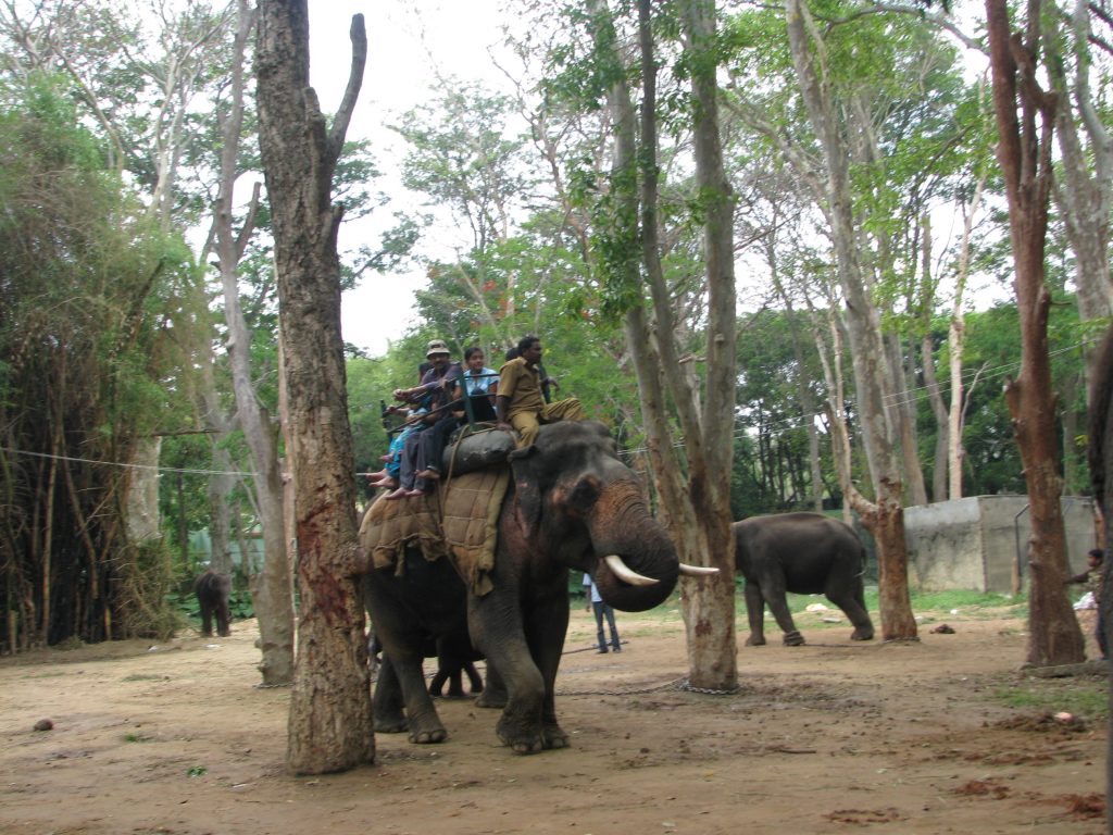 Elephant Rides | image Courtesy: By Amol.Gaitonde (Own work) [<a href="http://creativecommons.org/licenses/by-sa/3.0">CC BY-SA 3.0</a>], <a href="https://commons.wikimedia.org/wiki/File%3AElephant_and_rides_on_it_at_Bannerghatta_National_Park_4-24-2011_1-03-15_PM.JPG">via Wikimedia Commons</a>