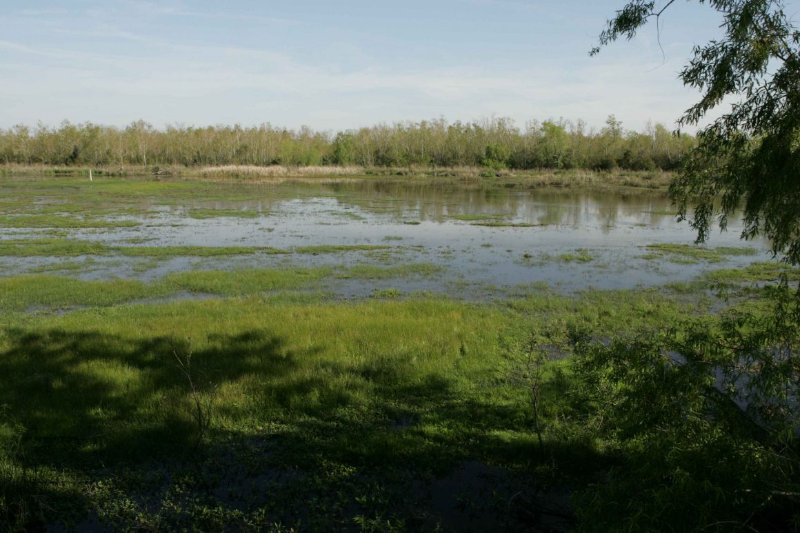 Muthurajawela Marsh | Image Courtesy: By Hillebrand Steve, U.S. Fish and Wildlife Service [Public domain], via Wikimedia Commons