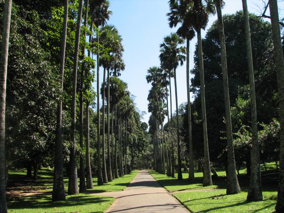 peradeniya botanical garden