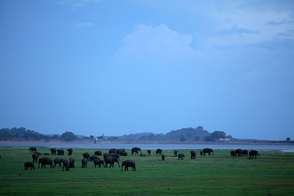 Elephants gather for water in the plains at Minneriya National Park in Sri Lanka