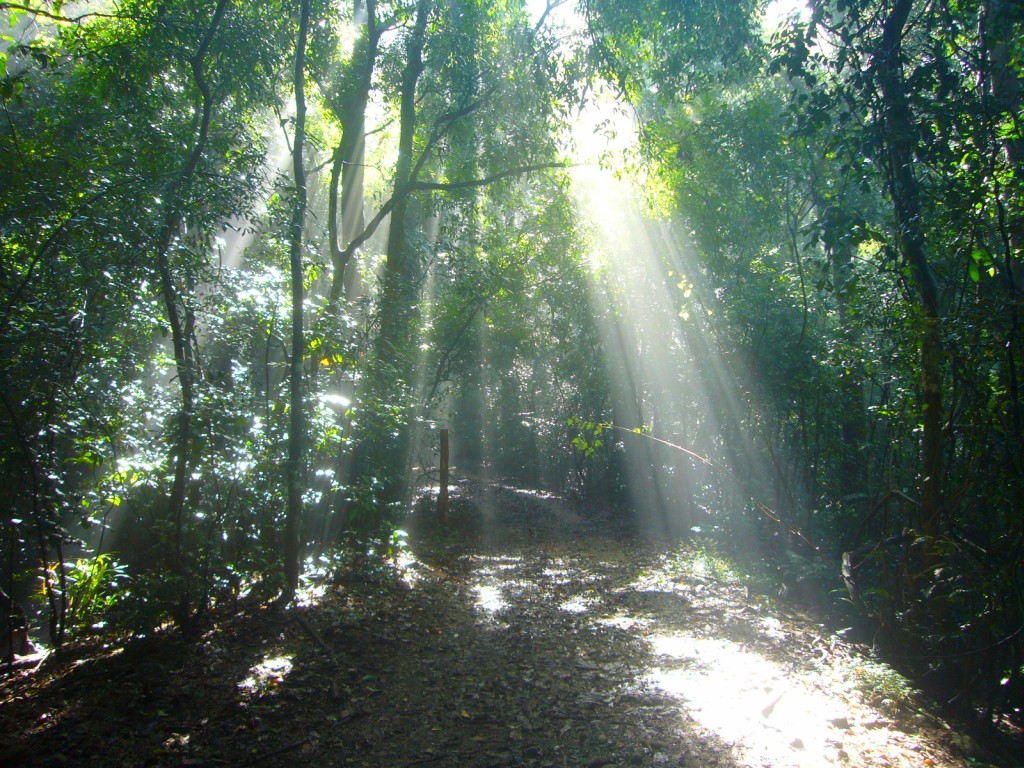 Udawatta Kele Sanctuary Image Credit – Nyanatusita, CC By SA 3.0 via Wikipedia Commons