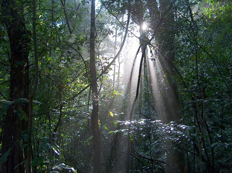 Forest scenery, Udawattakele, Sri Lanka