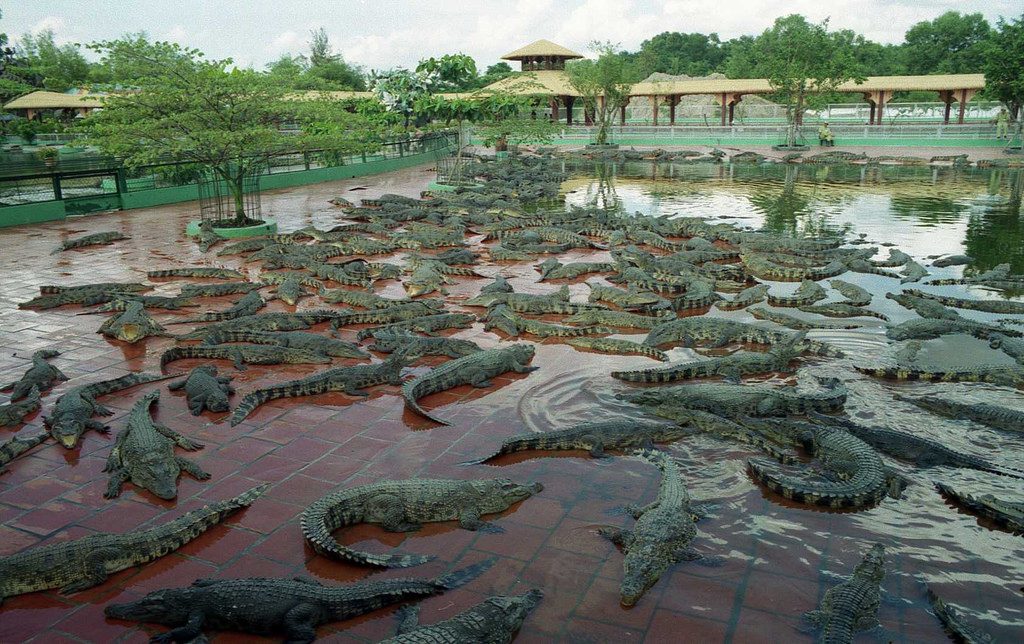 Crocodile farm of Suoi Tien
