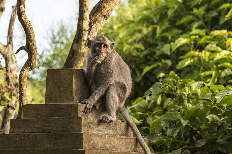 Kuta Bali Indonesia Pura-Luhur-Uluwatu-Monkeys | Photo by CEphoto, Uwe Aranas, CC BY-SA 3.0 via Wikipedia Commons