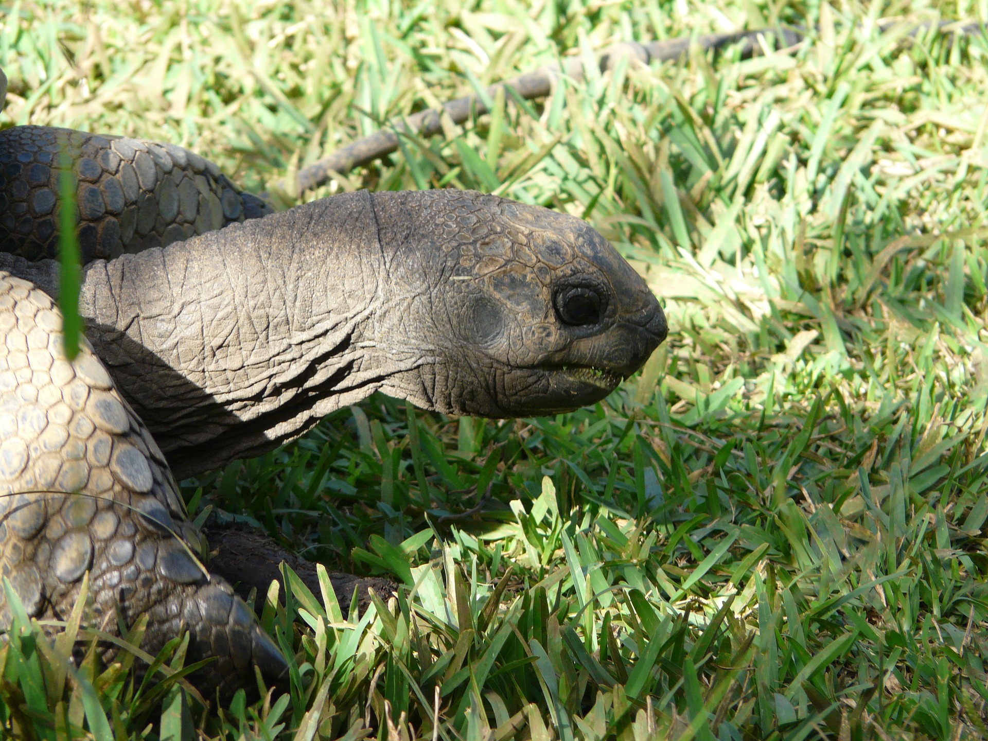 Giant Tortoise Mauritius 