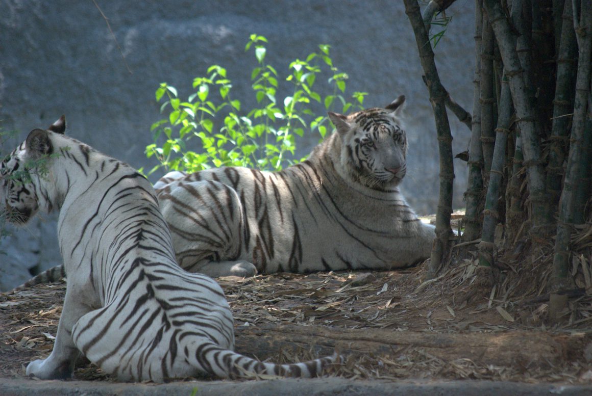 Arignar Anna Zoological Park