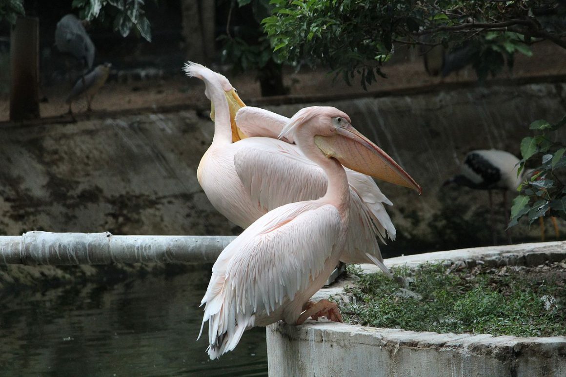 Guindy_national_park