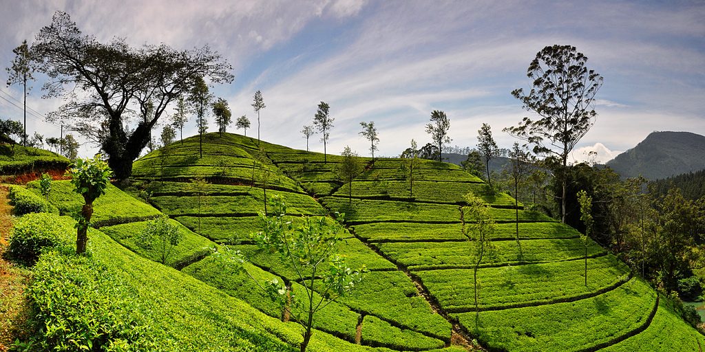 Tea Plantation, Handunugoda Tea Estate, Ahangama