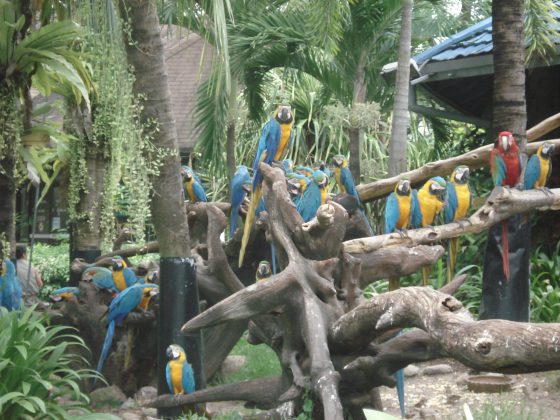 Ara macaws at Safari World -Bangkok