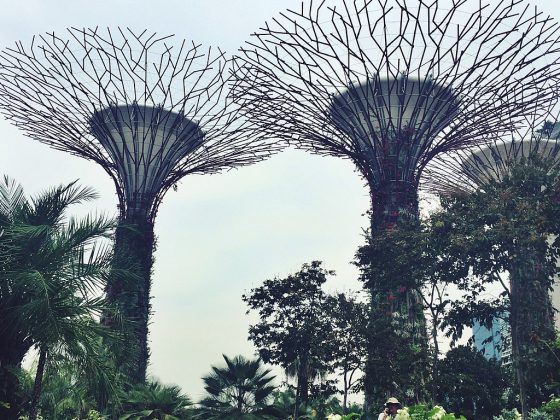 Gardens by the Bay Singapore | Image Credit - Roisingeorginabrown21, CC BY-SA 4.0 Via Wikipedia Commons