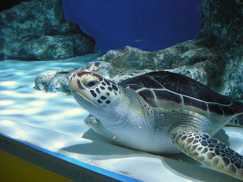 Otaru Aquarium | Image Credit, T DMY, CC BY-SA 3.0 via Wikipedia Commons