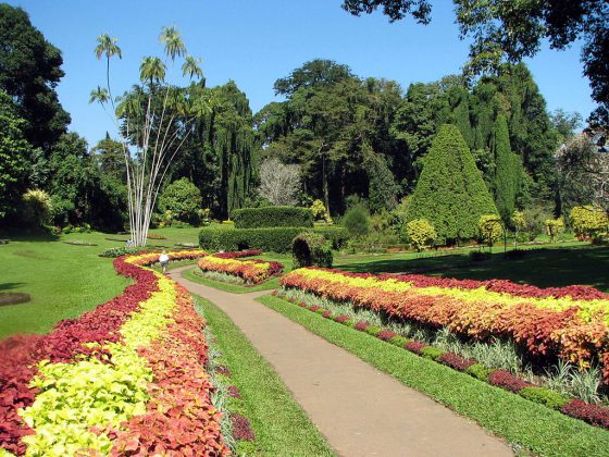 Peradeniya Royal Botanical Gardens | Image Credit: Bernard Gagnon, Botanical Garden of Peradeniya 03, CC BY-SA 3.0