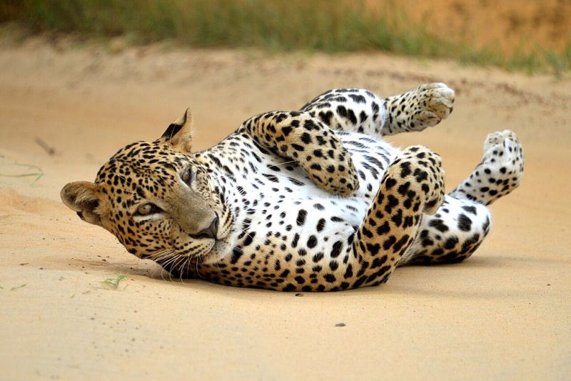 Yala National Park | Image Credit: © Mahoora Tented Safari Camps (https://www.mahoora.com/) / CC BY-SA 4.0 via Wikimedia Commons, Leopard in Yala National Park, CC BY-SA 4.0