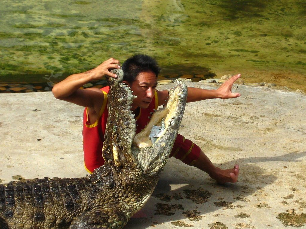 Samut Prakarn Crocodile Farm and Zoo | Image Credit: Cameloctober, Dec 26 2008 Crocodile Farm 075, CC BY-SA 3.0