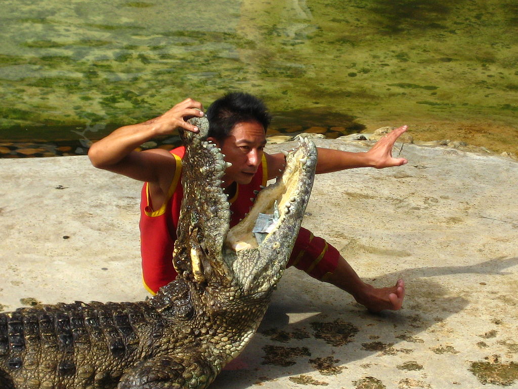 Samut Prakarn Crocodile Farm and Zoo | Image Credit: <a href="https://commons.wikimedia.org/wiki/User:Cameloctober">Cameloctober</a>, <a href="https://commons.wikimedia.org/wiki/File:Dec_26_2008_Crocodile_Farm_075.JPG">Dec 26 2008 Crocodile Farm 075</a>, <a href="https://creativecommons.org/licenses/by-sa/3.0/legalcode" rel="license">CC BY-SA 3.0</a>