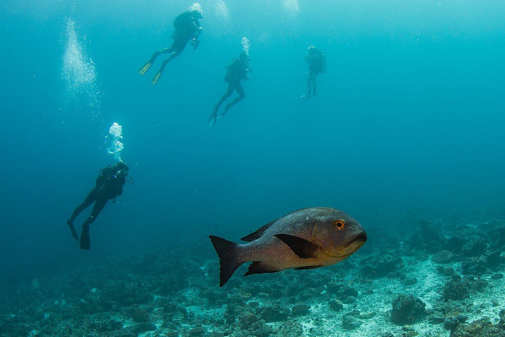 Scuba Diving | Image Credit: Tchami, Maldives (32684393662), CC BY-SA 2.0
