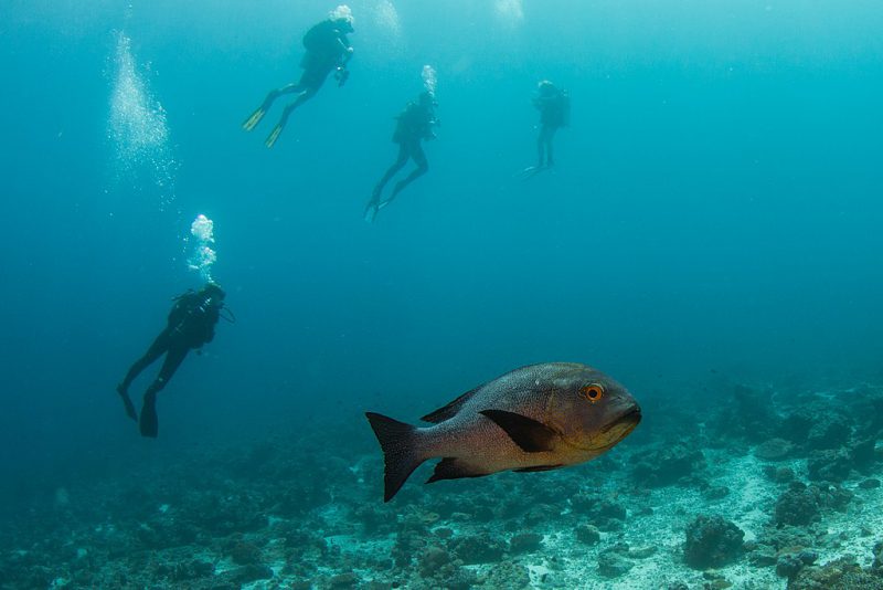 Scuba Diving | Image Credit: Tchami, Maldives (32684393662), CC BY-SA 2.0
