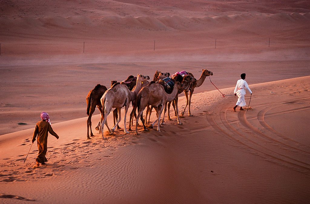 Camels | Image Credit: D7031tg, Oman 2010 wahiba sands nomads, CC BY-SA 3.0