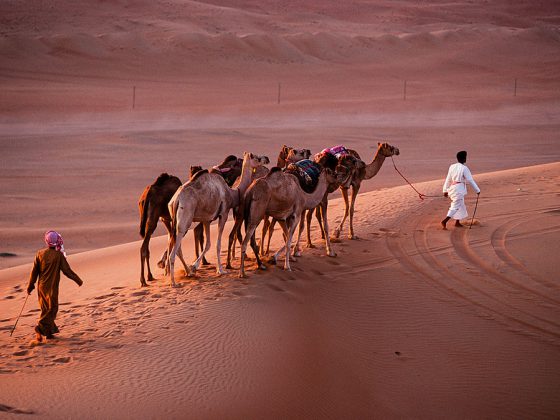 Camels | Image Credit: D7031tg, Oman 2010 wahiba sands nomads, CC BY-SA 3.0