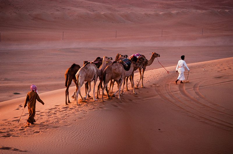 Camels | Image Credit: D7031tg, Oman 2010 wahiba sands nomads, CC BY-SA 3.0