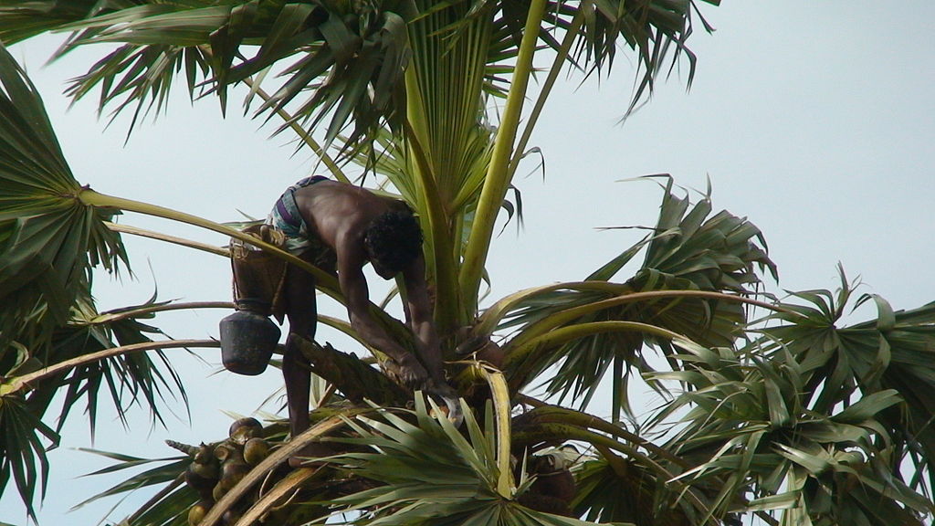 Toddy Tapping | Image Credit: <a href="https://commons.wikimedia.org/wiki/User:Docku">Docku</a>, <a href="https://commons.wikimedia.org/wiki/File:Palm_tree_climber.JPG">Palm tree climber</a>, <a href="https://creativecommons.org/licenses/by-sa/3.0/legalcode" rel="license">CC BY-SA 3.0</a>