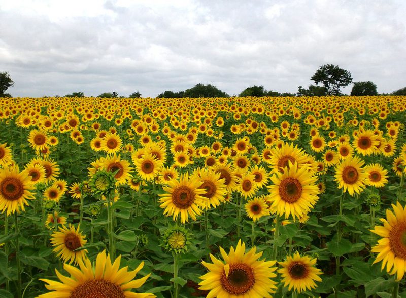 Sunflower Gardens | Image Credit: MikeLynch, Sunflower Field near Raichur, India, CC BY-SA 3.0