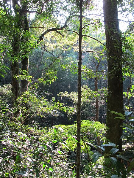 Udawattakele Forest | Image Credit - Nyanatusita, CC BY-SA 3.0 Via Wikimedia Commons