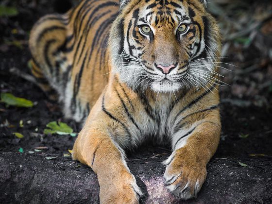 Melbourne Zoo | Image Credit: Nichollas Harrison, Indrah the Sumatran Tiger, CC BY-SA 3.0