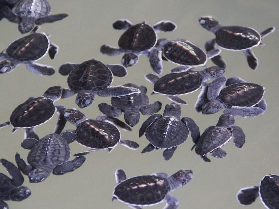 Kosgoda Sea Turtle Conservation Project | Image Credit: Antony Stanley from Gloucester, UK, Turtle Sanctuary, Kosgoda (9824634943), CC BY-SA 2.0