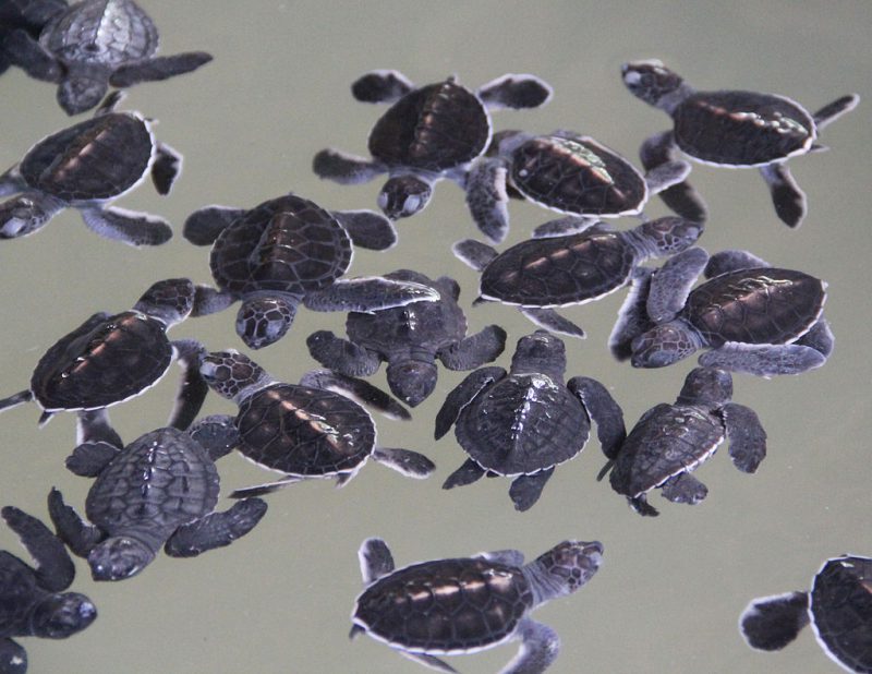 Kosgoda Sea Turtle Conservation Project | Image Credit: Antony Stanley from Gloucester, UK, Turtle Sanctuary, Kosgoda (9824634943), CC BY-SA 2.0