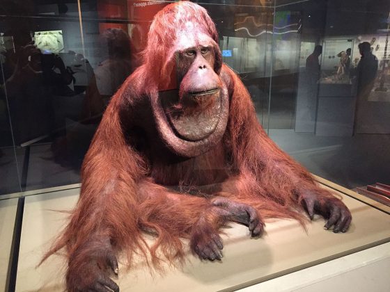 Lee Kong Chian Natural History Museum | Image Credit: Jacklee, Orangutan (Pongo sp, dominant male), Lee Kong Chian Natural History Museum, Singapore - 20150808, CC BY-SA 4.0