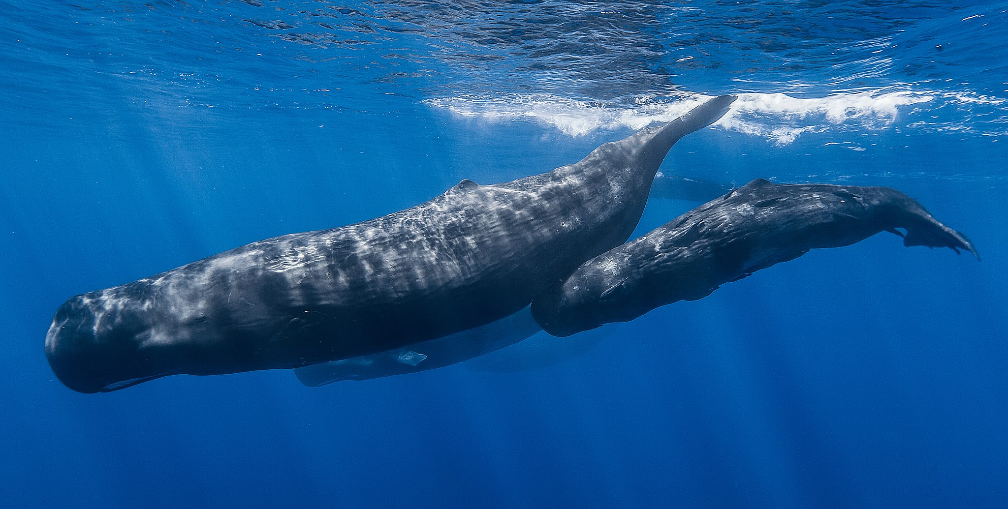 Whales | Image Credit: Gabriel Barathieu, <a href="https://commons.wikimedia.org/wiki/File:Sperm_whale_pod.jpg">Sperm whale pod</a>, <a href="https://creativecommons.org/licenses/by-sa/2.0/legalcode" rel="license">CC BY-SA 2.0</a>