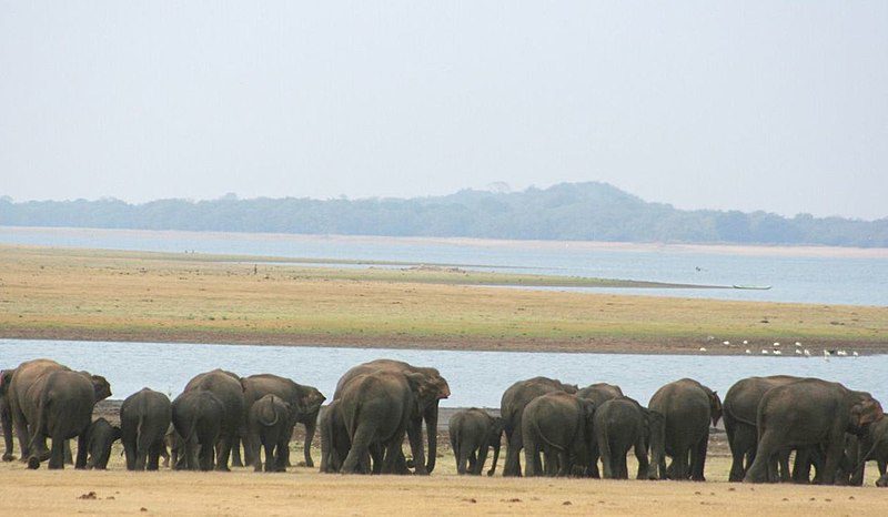 © Mahoora Tented Safari Camps (https://www.mahoora.com/) / CC BY-SA 4.0 via Wikimedia Commons, Elephant Gathering in Minneriya, CC BY-SA 4.0 Via Wikimedia Commons