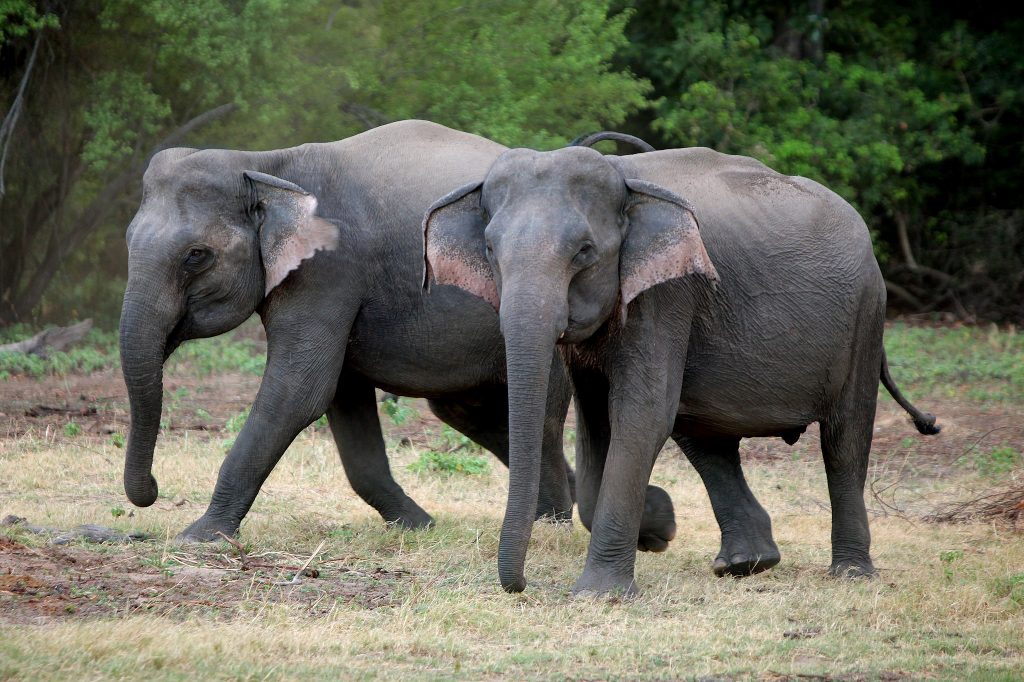 Minneriya National Park | Image Credit: <a href="https://www.flickr.com/people/32834977@N03">Al Jazeera English</a>, <a href="https://commons.wikimedia.org/wiki/File:Sri_Lanka_is_conducting_its_first_ever_elephant_census._The_census_will_take_place_in_National_parks_throughout_the_coun_-_Flickr_-_Al_Jazeera_English.jpg">Sri Lanka is conducting its first ever elephant census. The census will take place in National parks throughout the coun - Flickr - Al Jazeera English</a>, <a href="https://creativecommons.org/licenses/by-sa/2.0/legalcode" rel="license">CC BY-SA 2.0</a>