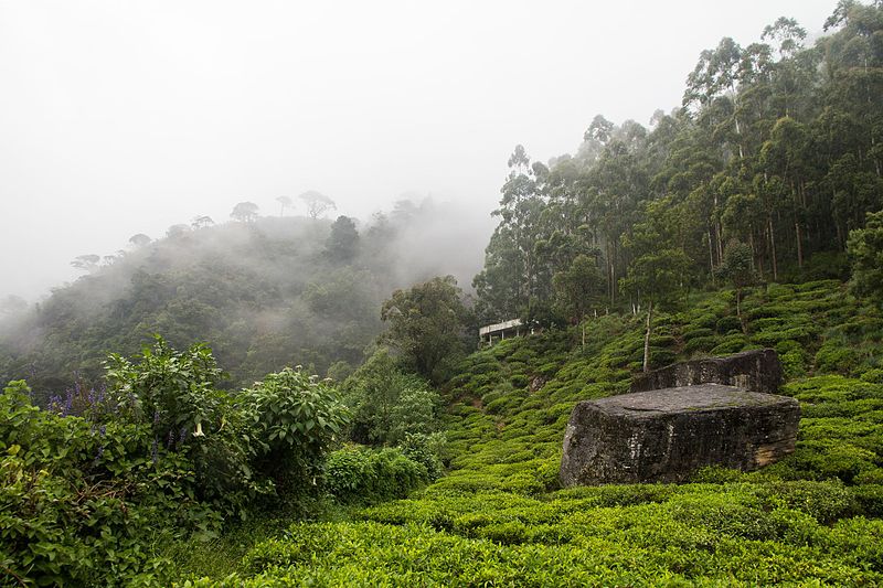 Tea plantations Nuwara Eliya, Sri Lanka | Image Credit - Alexey Komarov, CC BY 3.0 Via Wikimedia Commons
